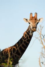 Giraffe (59 von 94).jpg